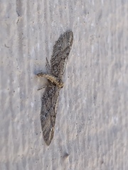 Eupithecia subapicata