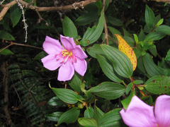 Melastoma septemnervium