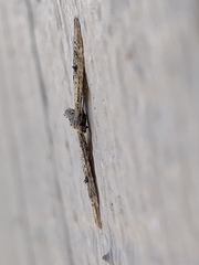 Eupithecia subapicata