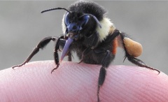 Bombus ephippiatus
