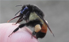 Bombus ephippiatus