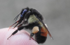 Bombus ephippiatus