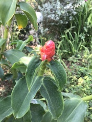 Costus woodsonii
