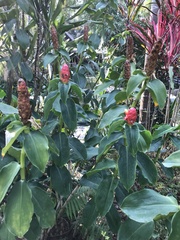 Costus woodsonii