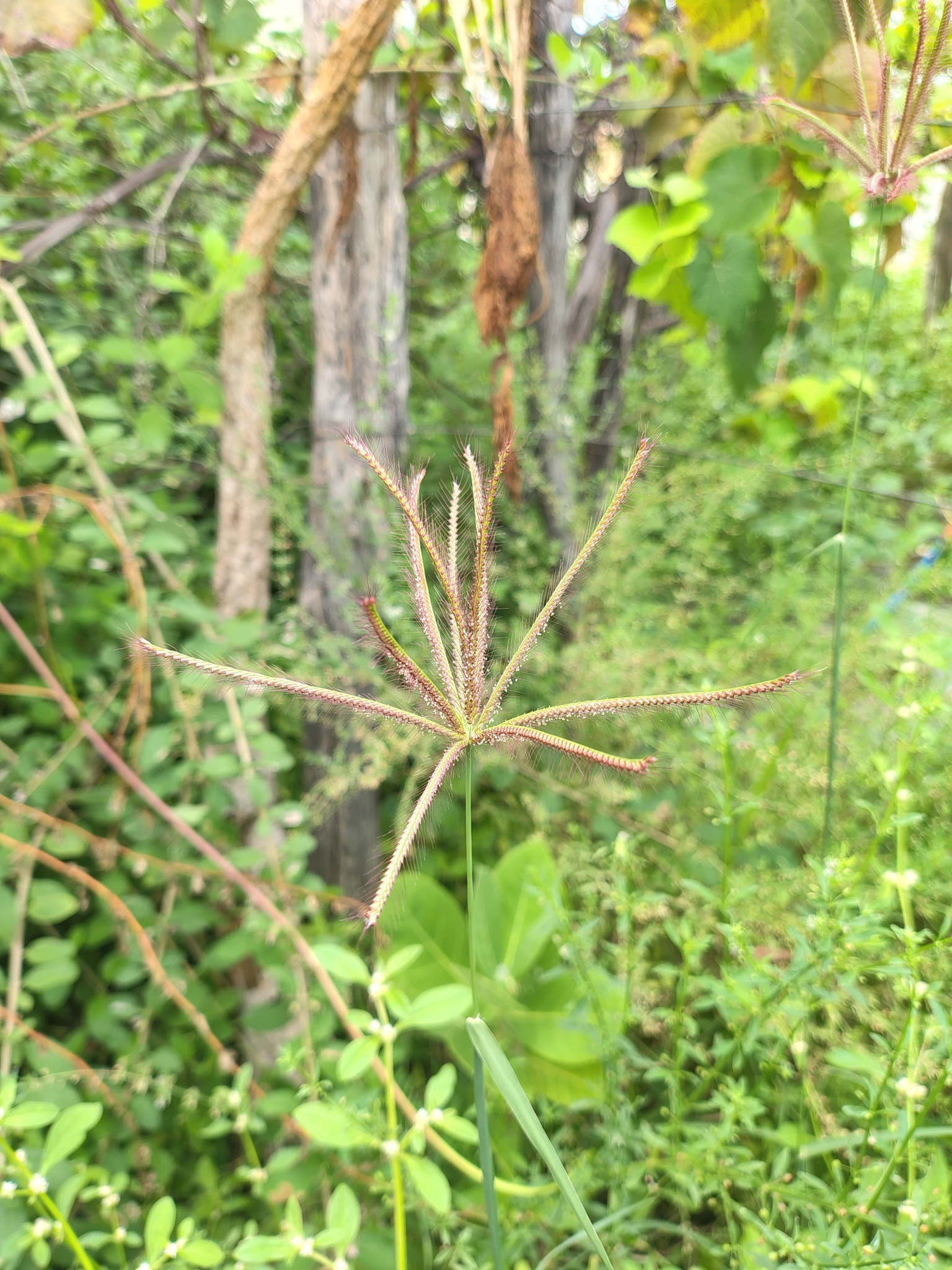 Chloris barbata