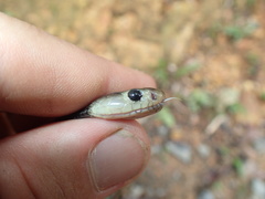 Naja sumatrana