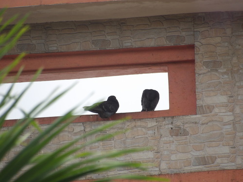 Feral Pigeon
