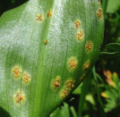 Puccinia sessilis