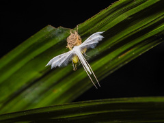 Pterophorus lacteipennis