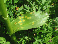 Puccinia sessilis