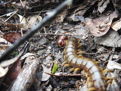Cormocephalus brachycerus