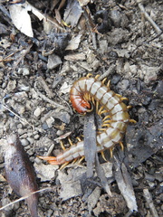 Cormocephalus brachycerus