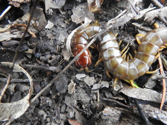 Cormocephalus brachycerus