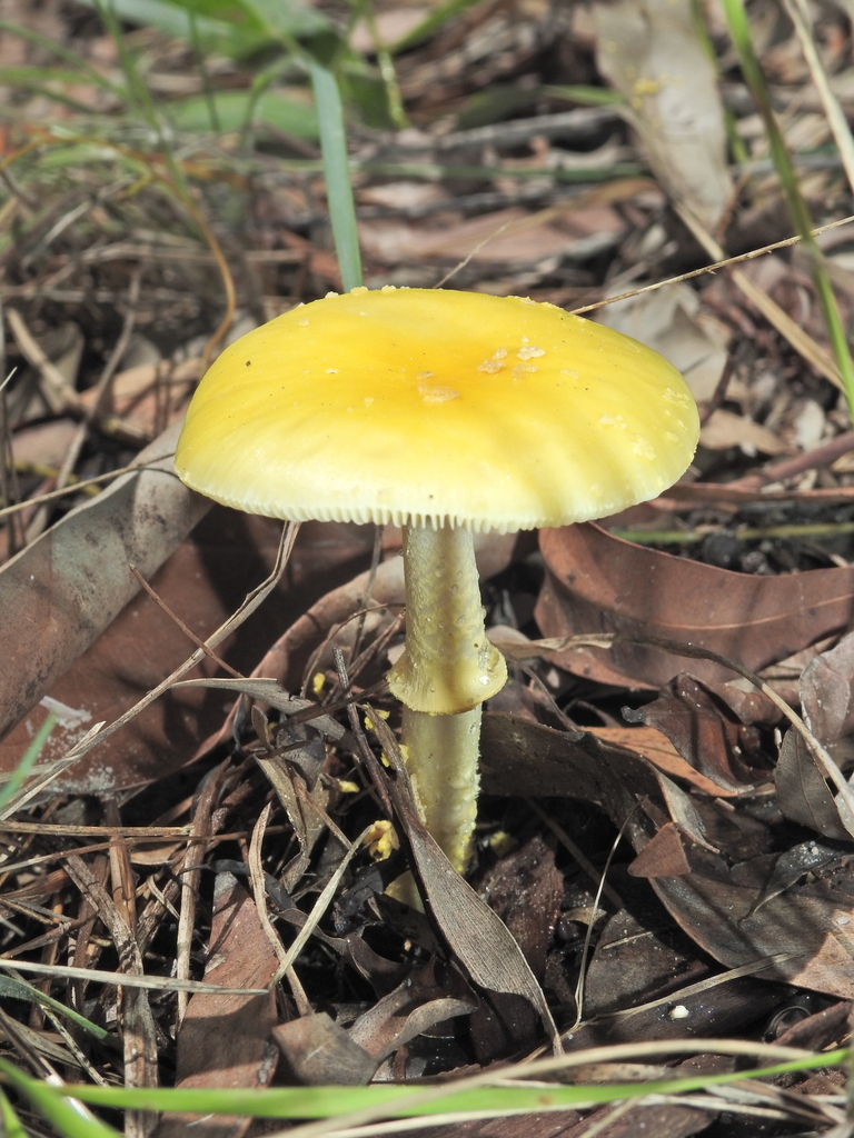 Amanita flavella · March 2026 · photo: © scottwgavins (iNaturalist, cc-by)