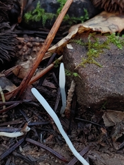 Clavaria falcata