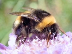 Bombus magnus