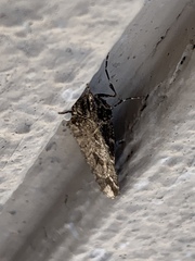 Stamnodes albiapicata