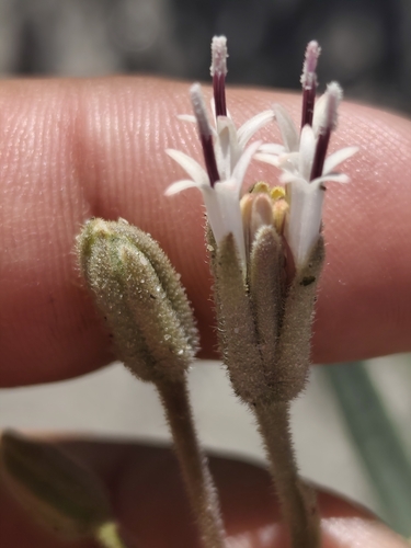 Spanish Needles (Palafoxia linearis)