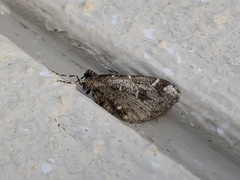 Stamnodes albiapicata