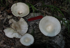 Lentinus sajor-caju