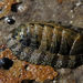 Sypharochiton - Photo (c) John Barkla, some rights reserved (CC BY), uploaded by John Barkla