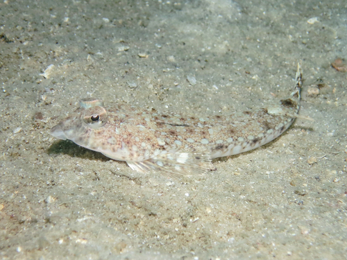 Australian darter dragonet (Callionymus macdonaldi) — Callionymidae