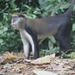 Lowe's Monkey - Photo (c) Christopher Dankwah, some rights reserved (CC BY-NC), uploaded by Christopher Dankwah