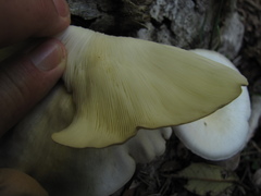 Lentinus sajor-caju