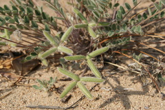 Gueldenstaedtia verna