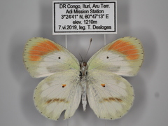 Colotis euippe euippe