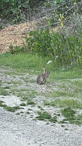 Desert Cottontail observed by dominick46770