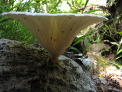 Lentinus sajor-caju