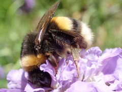 Bombus magnus
