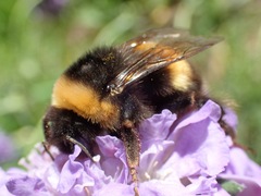 Bombus magnus