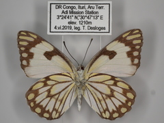 Belenois aurota aurota