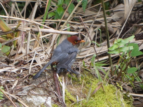 Chestnut-hooded Laughingthrush (Pterorhinus treacheri), photo 9