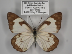 Belenois aurota aurota