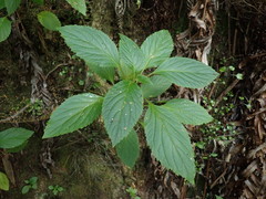 Lobelia physaloides