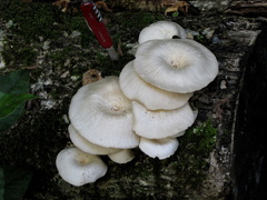 Lentinus sajor-caju