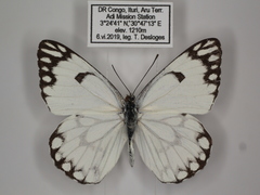 Belenois aurota aurota