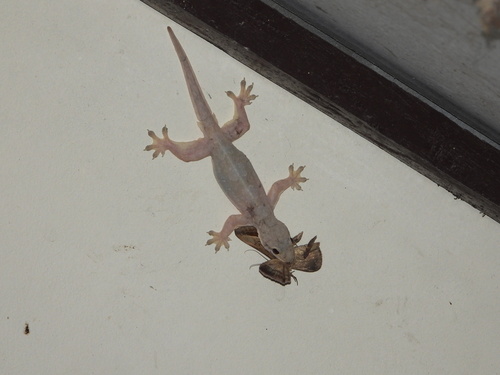 Hemidactylus platyurus