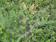 Astragalus dasyanthus