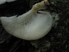 Lentinus sajor-caju