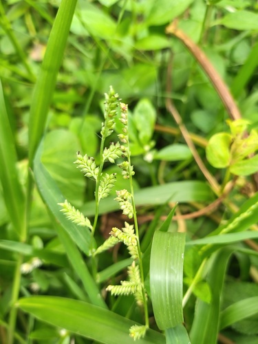 Jungle Rice