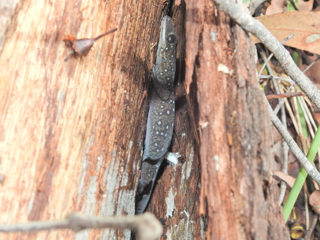 Southern Spotted Velvet Gecko