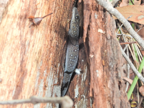 Southern Spotted Velvet Gecko