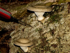 Lentinus sajor-caju