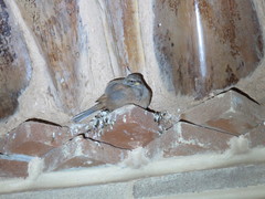 Emberiza sahari