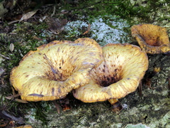 Lentinus sajor-caju