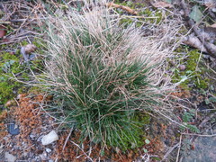 Corynephorus canescens
